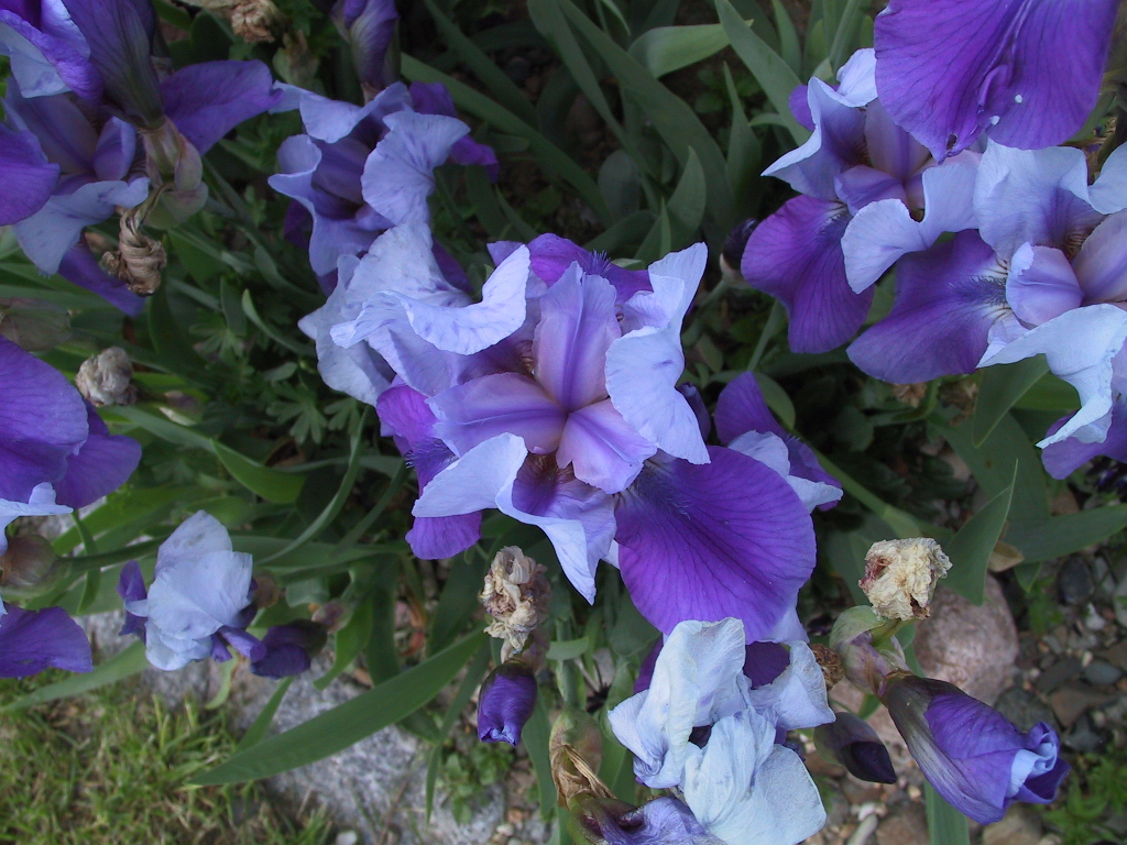 Iris barbata nana Dark Sky.jpg